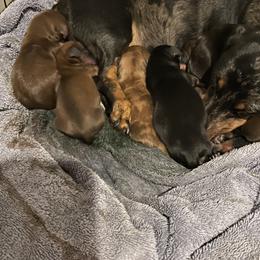 Dachshund Puppies from Southern Belle Dachshunds