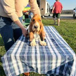 Monty - Black brown and white male Basset Hound puppy in Versailles, Indiana from Bedrock Basset Hounds