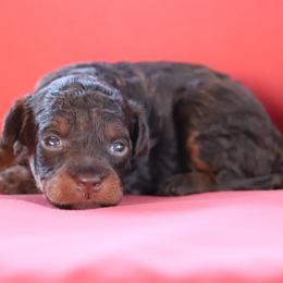 Glory - Phantom female Poodle puppy in Goliad, Texas from Sassy Lil Aussies and Diamond W Poodles