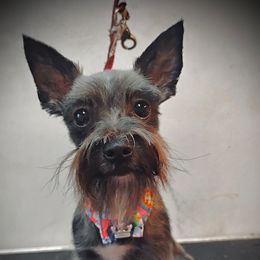 Timmie - Morkie