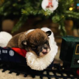 Turkey - Sable male Pembroke Welsh Corgi puppy in Sheldon, Missouri from Clearsky Corgis