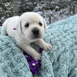 Purple collar female pup - Yellow female Labrador Retriever puppy in Cold Brook, New York from Tamarack Therapy Dogs