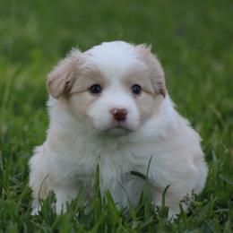 Gold girl 3 - Gold female Border Collie puppy in Tylertown, Mississippi from Cool Meadow Farms