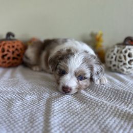 Boy 1 - Red merle male Miniature Australian Shepherd puppy in Edgar Springs, Missouri from Scott’s Aussies LLC