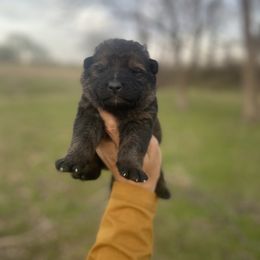 Boy 6 - German Shepherd puppy in Bartlesville, Oklahoma from Guardian Working Shepherds