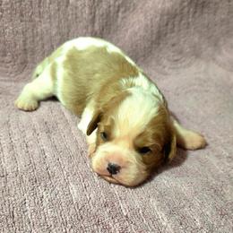 Rosie - Blenheim female Cavalier King Charles Spaniel puppy in Pennsylvania from Julie's Cavalier King Charles Spaniels