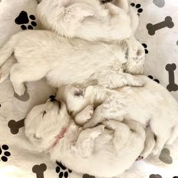 Samoyed Puppies from Hursley Manor Samoyeds