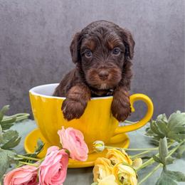 Ranger - Chocolate male Australian Labradoodle puppy in Denton, Texas from Liberty Hill Labradoodles