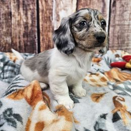 Fleur Delacour - Piebald female Dachshund puppy in Malad City, Idaho from Mountain Sage Dachshunds