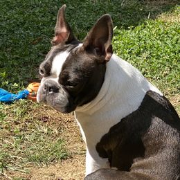Gracie - Boston Terrier