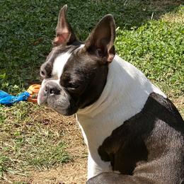 Gracie - Boston Terrier