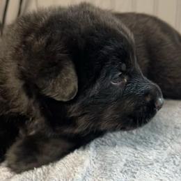 Lottie- pink collar - Black female German Shepherd puppy in Sharon Grove, Kentucky from Julie’s Shepherds