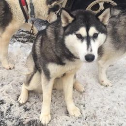Siberian Husky All Grown Up from AVADAR Siberians