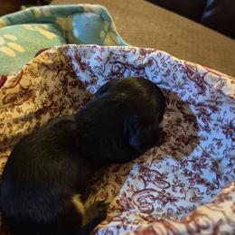 Little miss - Black and tan female Dachshund puppy in Wakeman, Ohio from Angie's Adorable Dachshunds