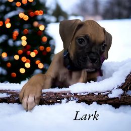 Boxer Puppies from Kristi Kenny