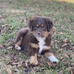 Chester - Toy Australian Shepherd
