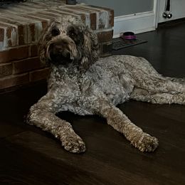 Dolly - Goldendoodle