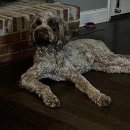 Dolly - Goldendoodle