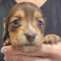 Long - Haired Chocolate and Tan Female - Chocolate and tan female Dachshund puppy in Austin, Texas from Glorious Minis