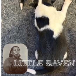 Little Raven - Black white and tan female Old Time Scotch Collie puppy in Sedalia, Colorado from Bonnie Brae Collies
