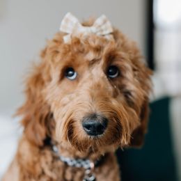 quinny - Goldendoodle