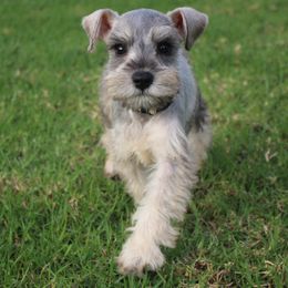 AKC Libya (White) - Salt and pepper female Miniature Schnauzer puppy in Vista, California from Olympus Schnauzers