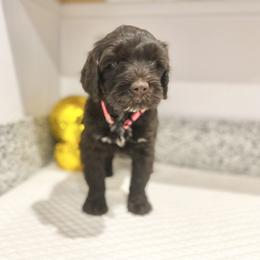 Miss Morocco (World Cup Litter) - Brown and white female Portuguese Water Dog puppy in Grants Pass, Oregon from Rogue River Portuguese Water Dogs
