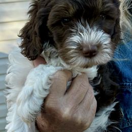 Pretty girl - Chocolate female Goldendoodle puppy in Tyler, Texas from Sassy’s Hollywood Poodles & Doodles