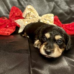 Prancer - Black and cream male Dachshund puppy in Biloxi, Mississippi from Southern Doxies Ms
