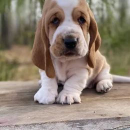 Basset Hounds from Porch Sittin' Hounds
