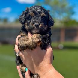 Rainy - Black phantom female Aussiedoodle puppy in Sterling, Colorado from North 40 Doodles