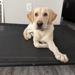 Labrador Retriever Puppies from Okiehuntinboyz Labrador Retrievers