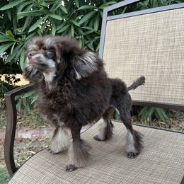 Momo - Poodle