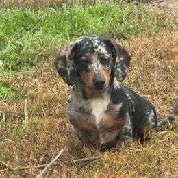 Bree - Dachshund
