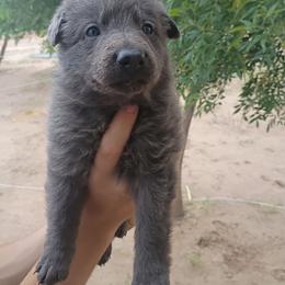 Boy 4 - Blue male German Shepherd puppy in Cochise, Arizona from Freiheit Von Himmel  Shepherds