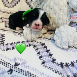 Rudolph - Tri-color male Bernedoodle puppy in San Juan Capistrano, California from Country Hills Doodles