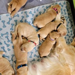 Boy 1 - Dark golden male Golden Retriever puppy in Greenfield, Massachusetts from JK Goldens