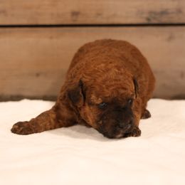 Jack - Red male Whoodle puppy in West Bend, Iowa from Blue Skies Terriers