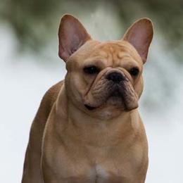 French Bulldogs from Bandog