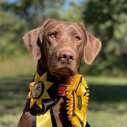 Ember - Labrador Retriever