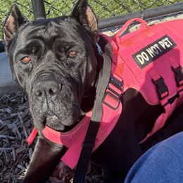 Cane Corso and Miniature Schnauzers from P1FamilyCanines