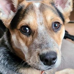 Australian Cattle Dog All Grown Up from Australian Cattle Cuties