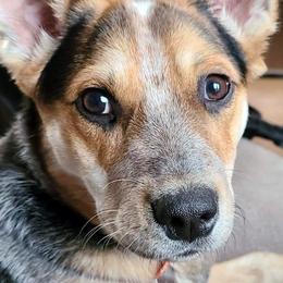 Australian Cattle Dog All Grown Up from Australian Cattle Cuties