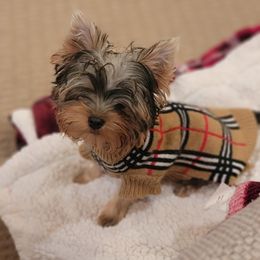 Great Dane and Yorkshire Terrier Puppies from Chuck City Danes & Yorkies