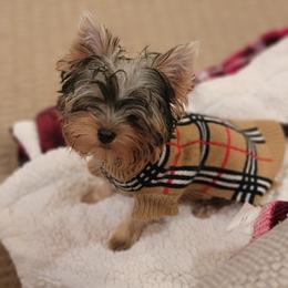 Great Dane and Yorkshire Terrier Puppies from Chuck City Danes & Yorkies