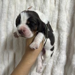 Blue boy - Tri-Roan male English Springer Spaniel puppy in Fairfield, California from Goldridge Springers