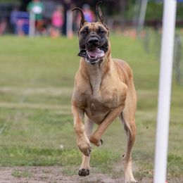 Great Danes from Jaclyn Galusha