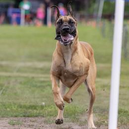 Great Danes from Jaclyn Galusha