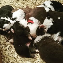 Australian Shepherd Puppies from Johnson Aussies