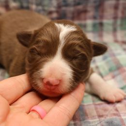 Orange Collar - Red male Border Collie puppy in Courtland, Alabama from C Bar C Ranch Border Collies